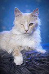 Maine Coon zwinkert