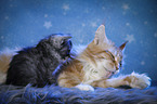 Maine Coon Ktzchen