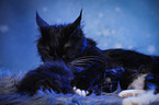 Katzenmutter mit Baby