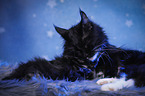 Katzenmutter mit Baby