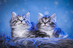 liegende Maine Coon Ktzchen