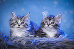 liegende Maine Coon Ktzchen