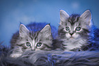 liegende Maine Coon Ktzchen