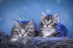 liegende Maine Coon Ktzchen