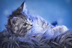 Maine Coon Ktzchen