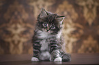 sitzendes Maine Coon Ktzchen