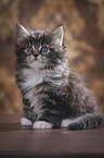 sitzendes Maine Coon Ktzchen