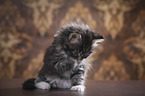 sitzendes Maine Coon Ktzchen