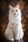 sitzende Maine Coon