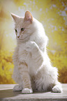 sitzende Maine Coon