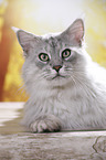 liegender Maine Coon Kater