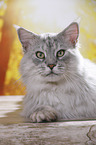 liegender Maine Coon Kater