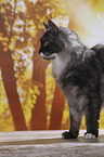 stehende Maine Coon