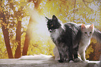 stehende Maine Coon