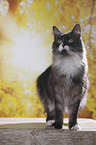 stehende Maine Coon