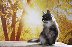 sitzende Maine Coon