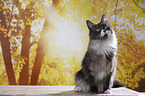 sitzende Maine Coon