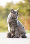 sitzende Maine Coon