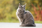 sitzende Maine Coon