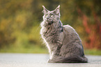 sitzende Maine Coon