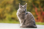 sitzende Maine Coon