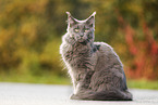 sitzende Maine Coon