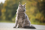 sitzende Maine Coon