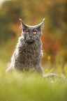 sitzende Maine Coon