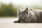 liegende Maine Coon