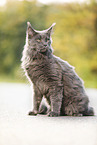 sitzende Maine Coon