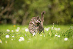 Maine Coon Ktzchen auf der Wiese