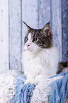 liegende Maine Coon