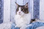 liegende Maine Coon