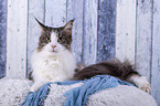 liegende Maine Coon