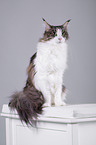 sitzende Maine Coon
