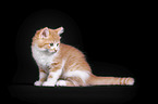 Maine Coon Ktzchen
