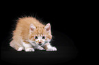 Maine Coon Ktzchen