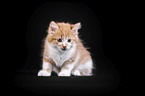 Maine Coon Ktzchen