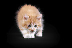 Maine Coon Ktzchen