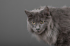 Maine Coon Portrait
