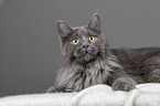 liegende Maine Coon
