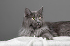 liegende Maine Coon
