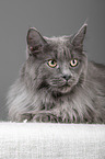 liegende Maine Coon