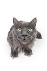 liegende Maine Coon