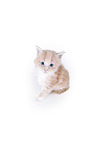 Maine Coon Ktzchen