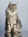 sitzende Maine Coon