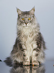 sitzende Maine Coon