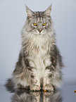 sitzende Maine Coon