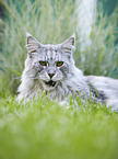 liegende Maine Coon