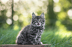 sitzendes Maine Coon Ktzchen